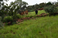 PA5_3306.JPG