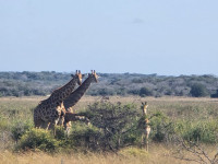 Giraffe - Maputo National Park.jpg