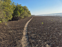 Santa Maria Mangroves.jpg