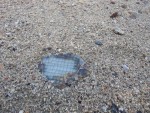 shatterproof glass.jpg