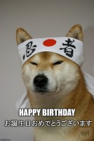 Japanese-Dog-Happy-Birthday-Meme.jpg