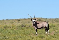 Kgalagadi Day 1 (480) PS.jpg