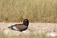 Kgalagadi Day 1 (553) PS.jpg