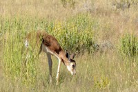 Kgalagadi Day 1 (561) PS.jpg