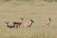 Kgalagadi Day 1 (612) PS.jpg