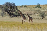 Kgalagadi Day 1 (654) PS.jpg