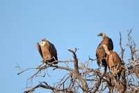 Kgalagadi Day 2 (206) PS.jpg