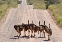 Kgalagadi Day 2 (447) PS.jpg