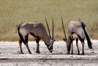 Kgalagadi Day 2 (457) PS.jpg