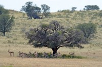 Kgalagadi Day 3 (72) PS.jpg