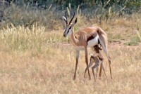 Kgalagadi Day 3 (121) PS.jpg