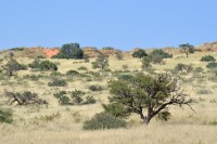 Kgalagadi Day 3 (125) PS.jpg