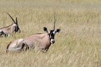 Kgalagadi Day 3 (136) PS.jpg