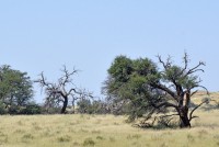 Kgalagadi Day 3 (137) PS.jpg