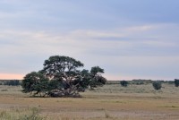 Kgalagadi Day 4 (41) PS.jpg