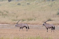 Kgalagadi Day 4 (159) PS.jpg