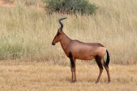 Kgalagadi Day 4 (296) PS.jpg