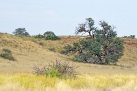 Kgalagadi Day 4 (300) PS.jpg