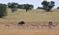 Kgalagadi Day 4 (341) PS.jpg