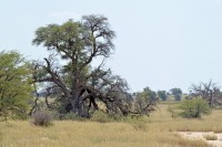 Kgalagadi Day 4 (511) PS.jpg