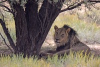 Kgalagadi Day 4 (846) PS.jpg