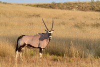 Kgalagadi Day 5 (45) PS.jpg