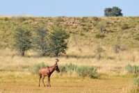 Kgalagadi Day 5 (122) PS.jpg