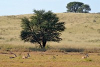 Kgalagadi Day 5 (126) PS.jpg