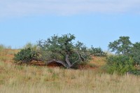 Kgalagadi Day 5 (139) PS.jpg