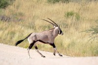 Kgalagadi Day 5 PS(168).jpg