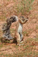 Kgalagadi Day 5 (213) PS.jpg