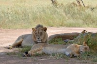 Kgalagadi Day 5 (269) PS.jpg