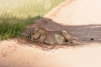 Kgalagadi Day 5 (324) PS.jpg