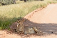 Kgalagadi Day 5 (357) PS.jpg