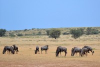 Kgalagadi Day 5 (509) PS.jpg