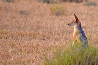 Kgalagadi Day 5 (527) PS.jpg