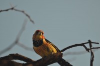 DSC_4558.JPG