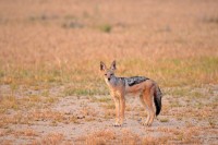 Kgalagadi Day 5 (545) PS.jpg