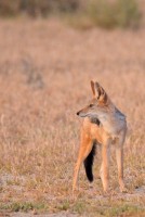 Kgalagadi Day 5 (555) PS.jpg