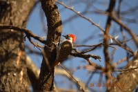 DSC_0197.JPG