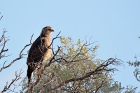 Kgalagadi Day 6 (366) PS.jpg