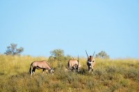 Kgalagadi Day 6 (377) PS.jpg