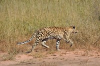 Kgalagadi Day 6 (590) PS.jpg