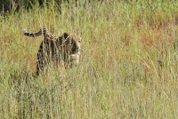 Kgalagadi Day 6 (616) PS.jpg