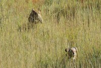 Kgalagadi Day 6 (617) PS.jpg