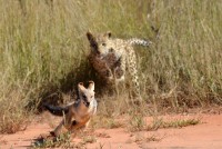 Kgalagadi Day 6 (623) PS.jpg