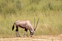 Kgalagadi Day 6 (895) PS.jpg