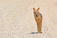 Kgalagadi Day 6 (991) PS.jpg