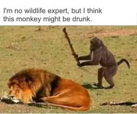 Leeu.jpeg