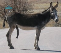 Donkey_penis.jpg